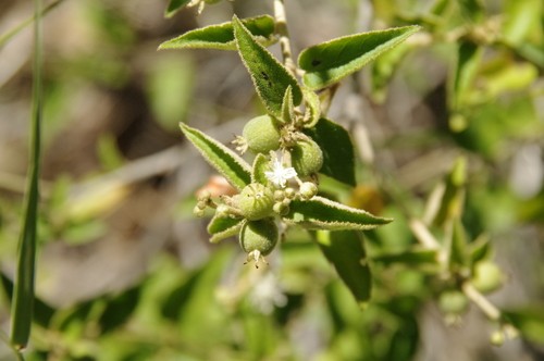Croton fruticulosus PictureThis
