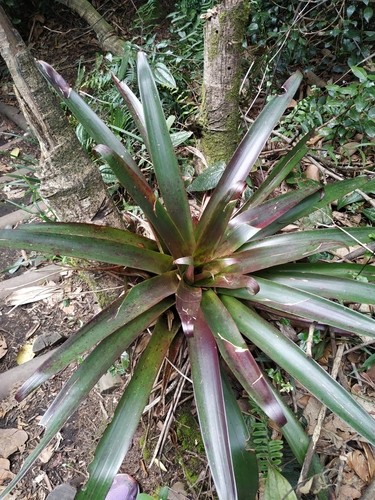 パイナップル科 (Bromeliaceae) - PictureThis