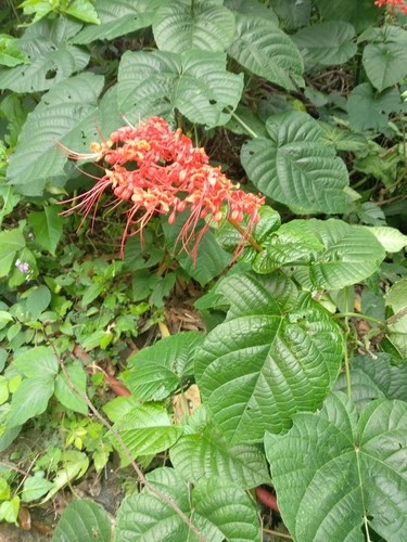 ヒギリ 緋桐 Clerodendrum Japonicum 花言葉 毒性 よくある質問 Picturethis