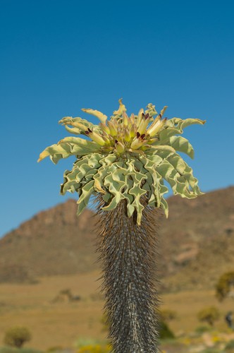 パキポディウム　光堂 パキポディウム 光堂 (Pachypodium namaquanum) - PictureThis