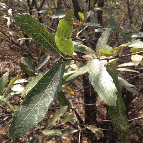 Encino capulincillo (Quercus castanea) - PictureThis