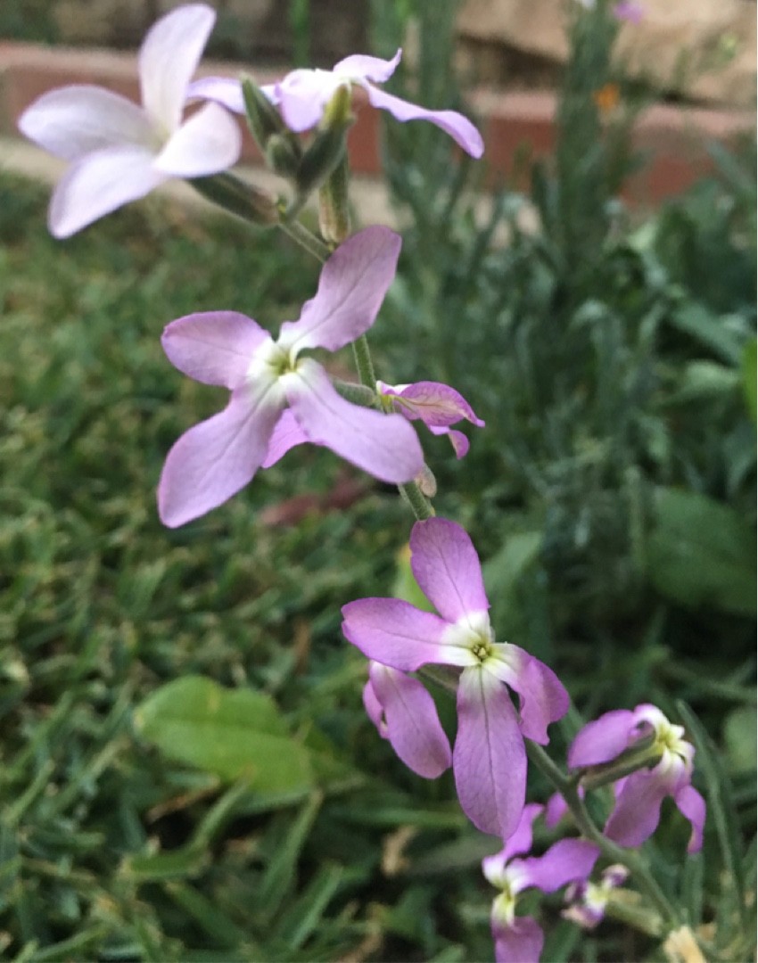 منثور (Matthiola)