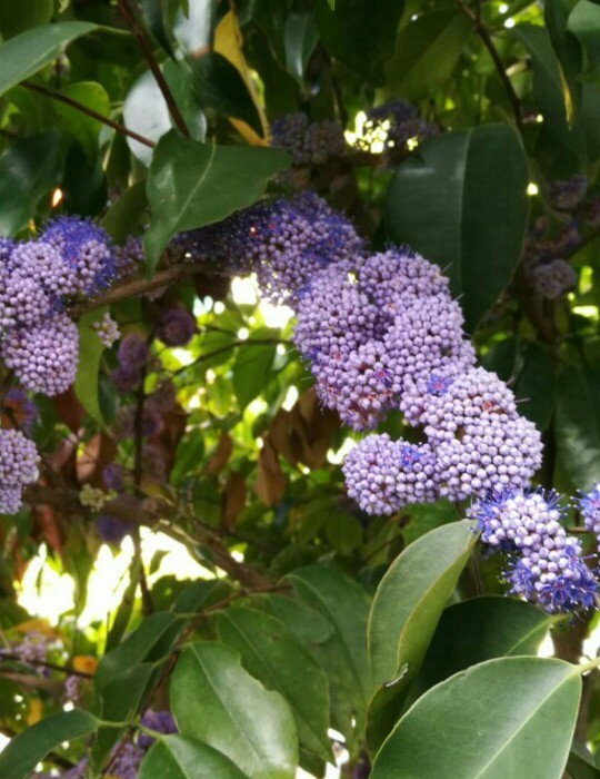 Memecylon Care (Watering, Fertilize, Pruning, Propagation) PictureThis