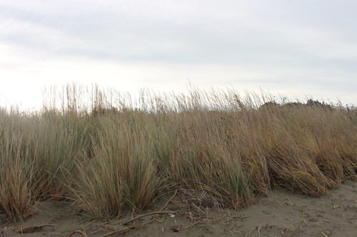 Leymus racemosus PictureThis