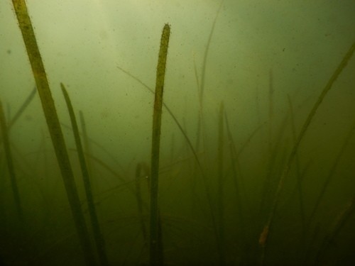 Цимодоцея узловатая (Cymodocea nodosa) PictureThis