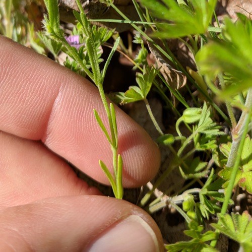 Little combseed (Pectocarya pusilla) Flower, Leaf, Care, Uses - PictureThis