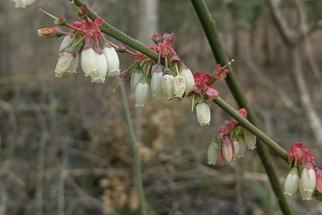 How to identify Elliott's blueberry (Vaccinium elliottii)