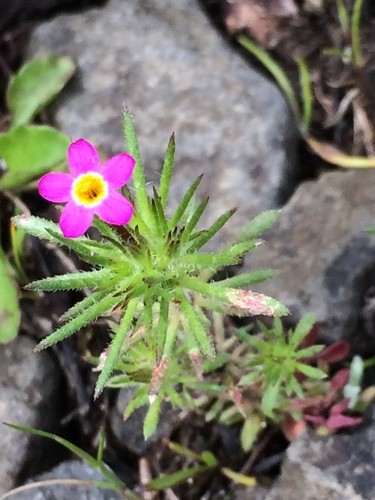 Leptosiphon bicolor PictureThis
