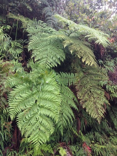 Lophosoria Care (Watering, Fertilize, Pruning, Propagation) - PictureThis