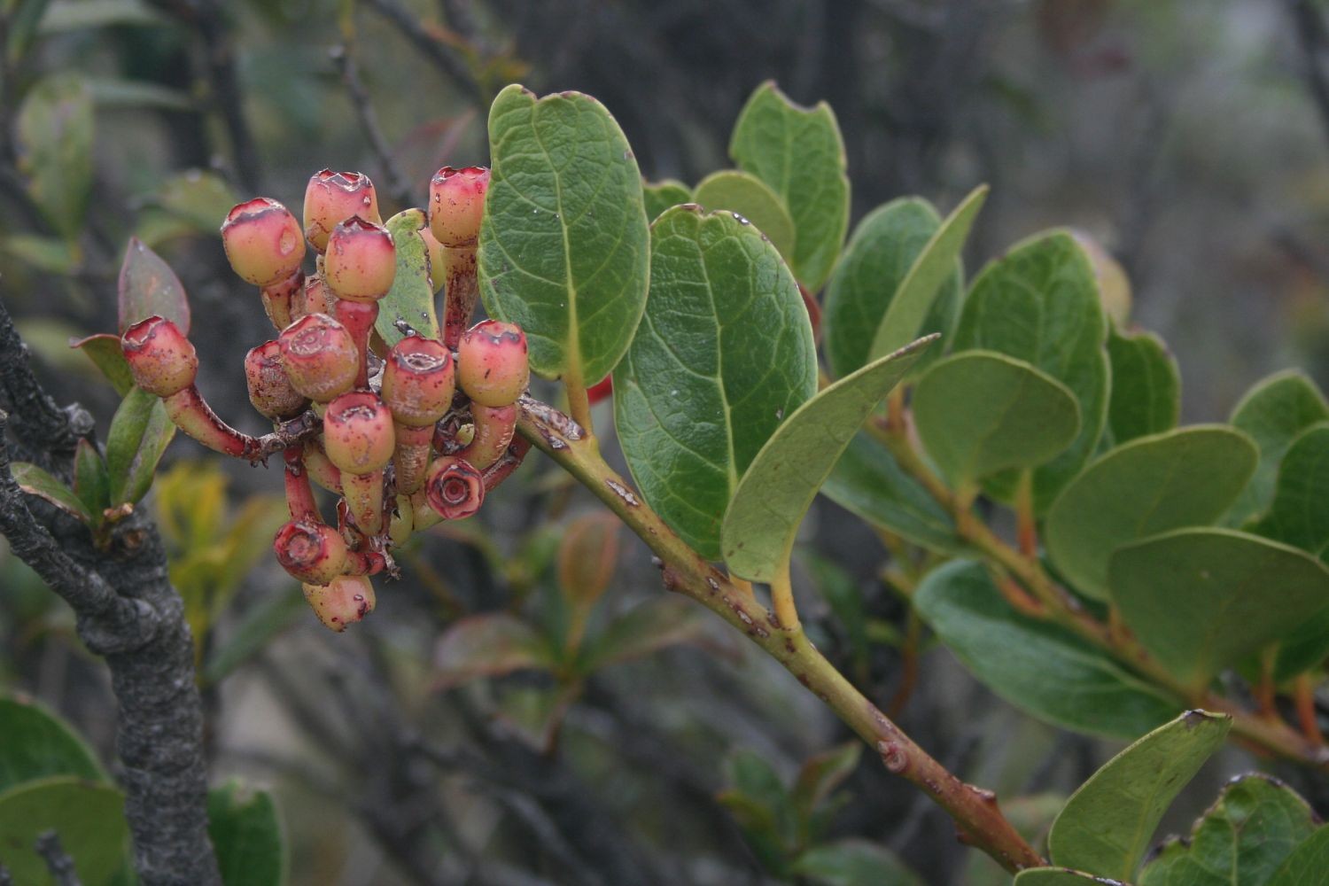 Macleania rupestris PictureThis