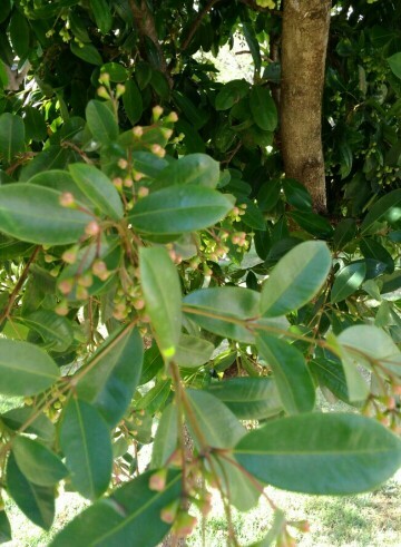 十子木屬 (Decaspermum)