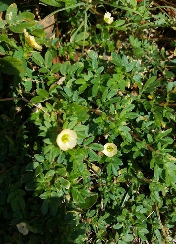 Kallstroemia 照顧,種植,繁殖,開花時間 PictureThis