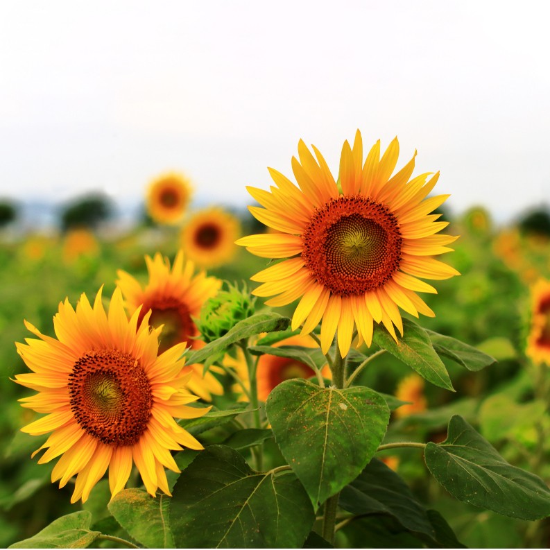 Sans Nom Mélange de graines de tournesol noires et rayées pour