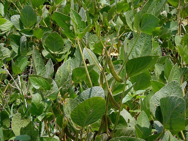 Soja (Glycine max), une légumineuse riche en protéines : plantation, culture