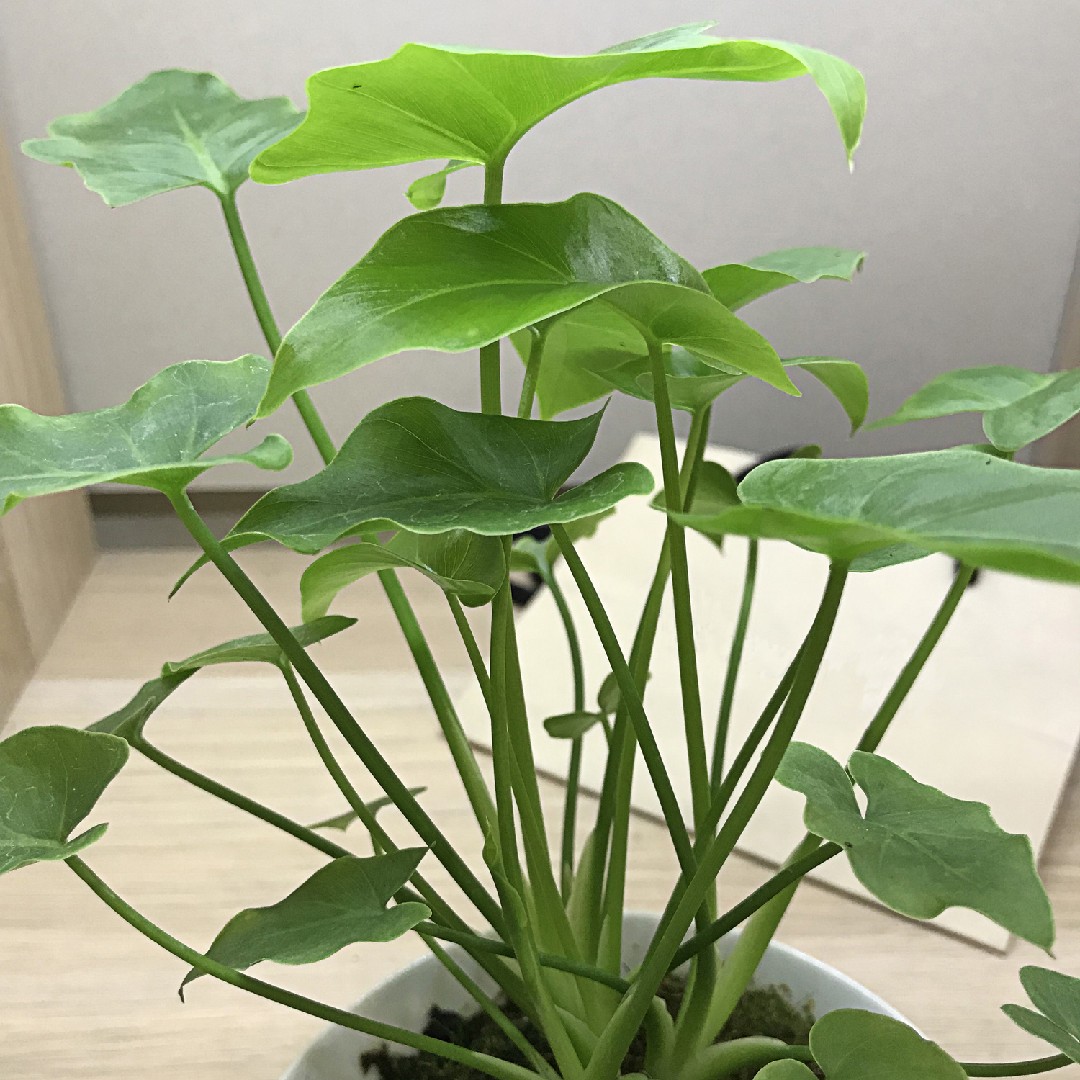 ALOCASIA Terreau Milieu de culture pour plante d'intérieur 3