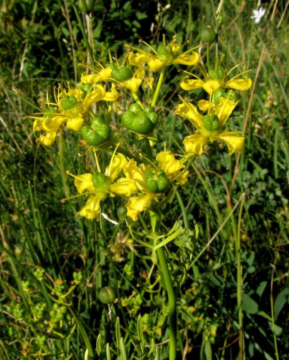 Ruda (Ruta graveolens) - PictureThis