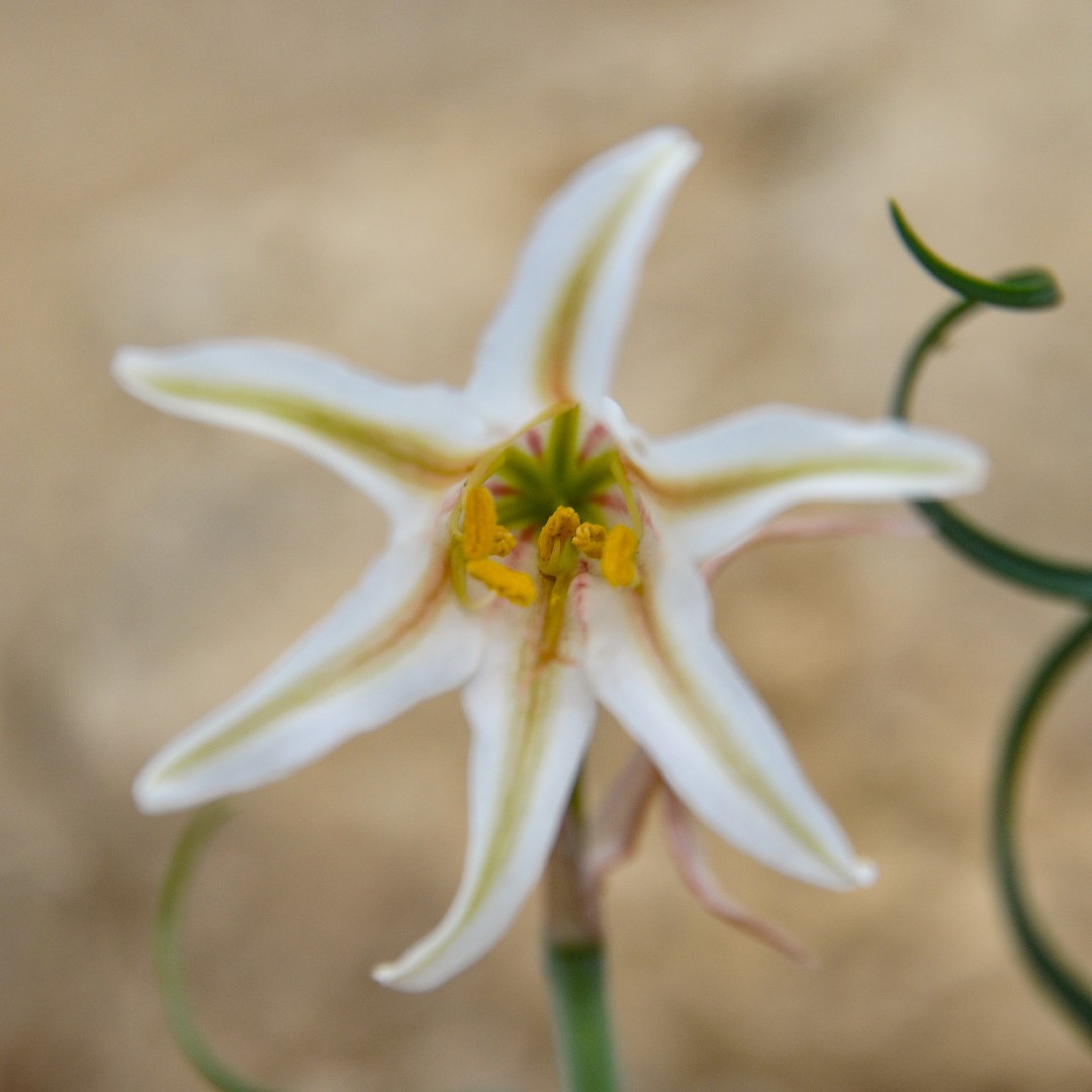 Cyrtanthus Flower, Leaf, Care, Uses - PictureThis