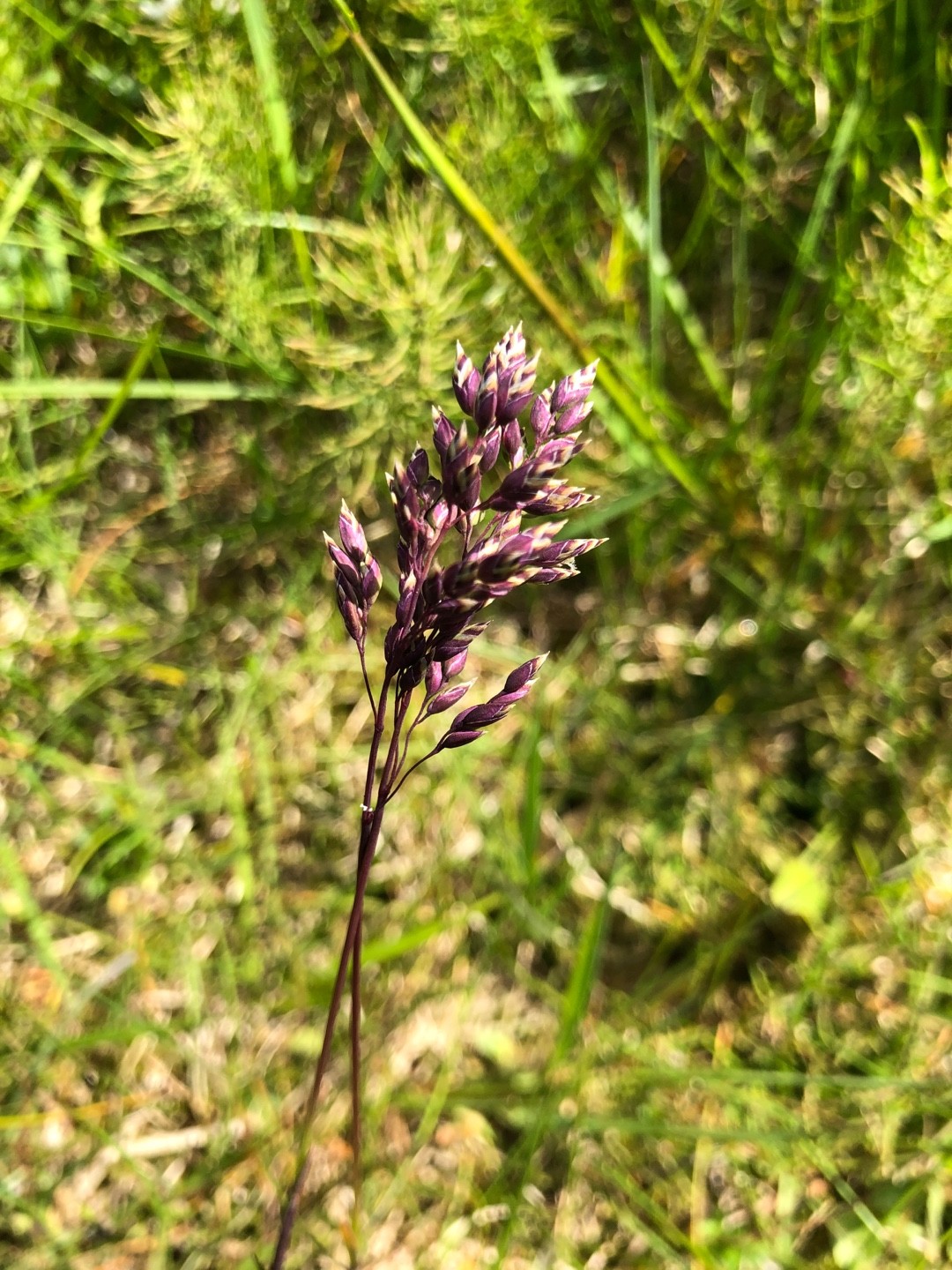 イチゴツナギ属 Poa 花言葉 学名 よくある質問 Picturethis