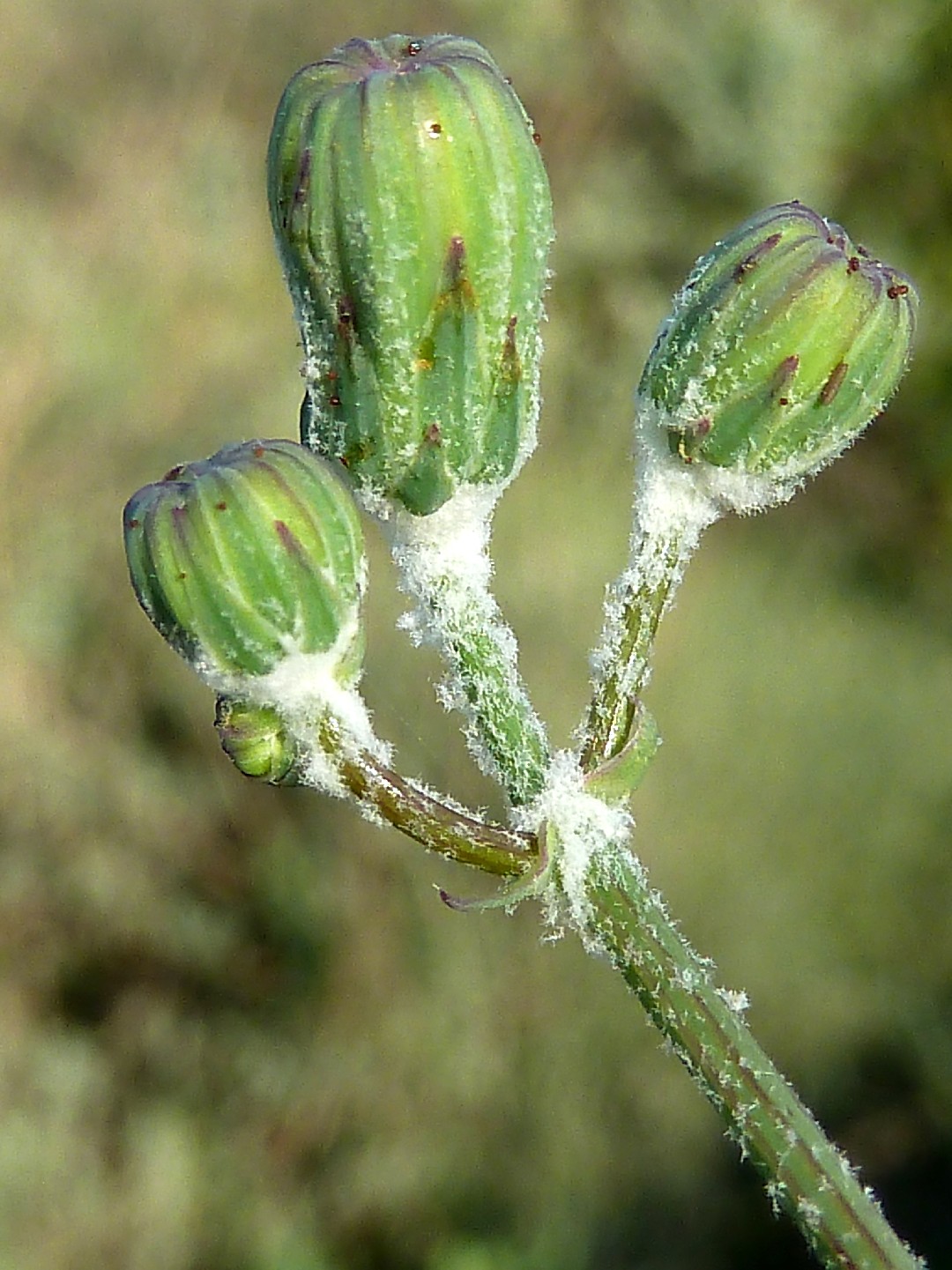 Effective Treatment and Prevention of Eye Infections in Pigs A Comprehensive Guide