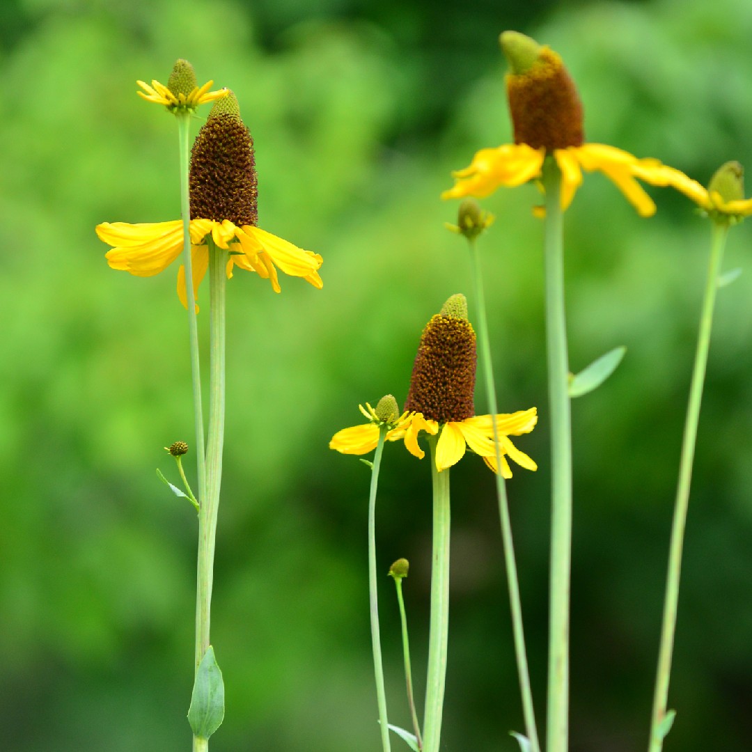 ルドベキア・マキシマ (Rudbeckia maxima) - PictureThis