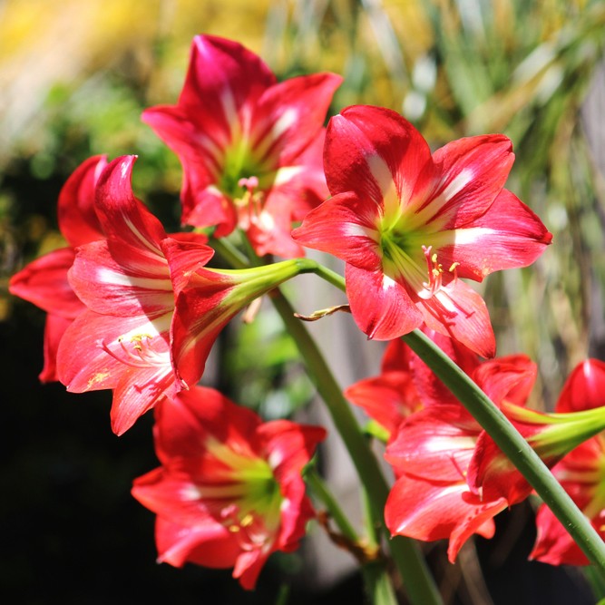 Hippeastrum striatum - PictureThis