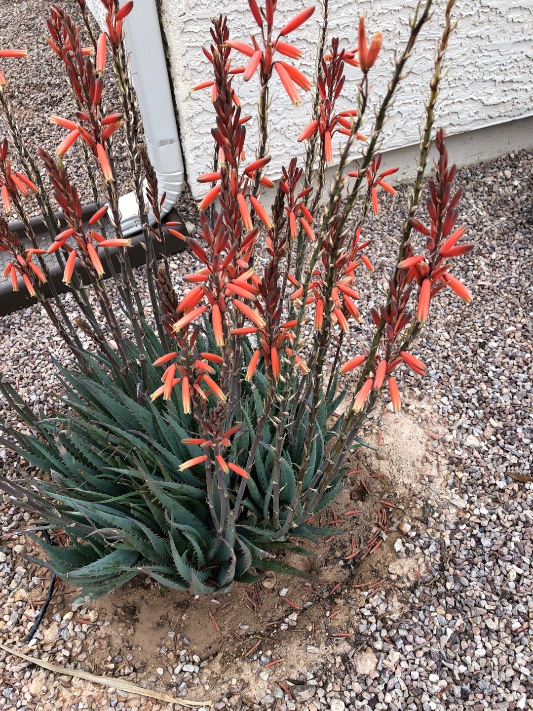 is aloe plant good for your face Urban Hydration Aloe Vera Leaf Face Wash main image 1