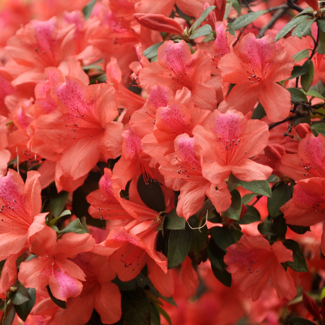 Azalea (Rhododendron simsii) - PictureThis