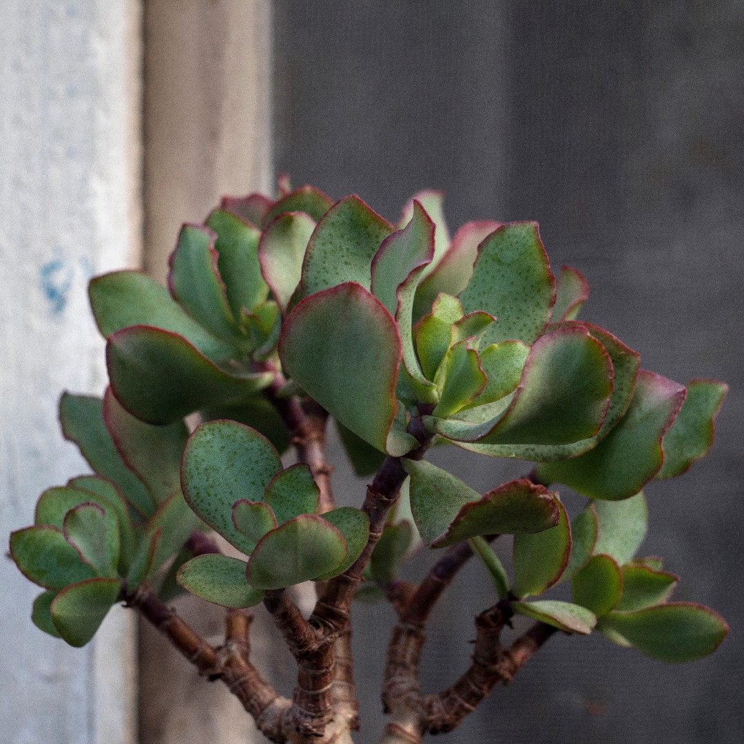 Arbre de Jade Entretien (Arrosage, Croissance, Maladie) - PictureThis