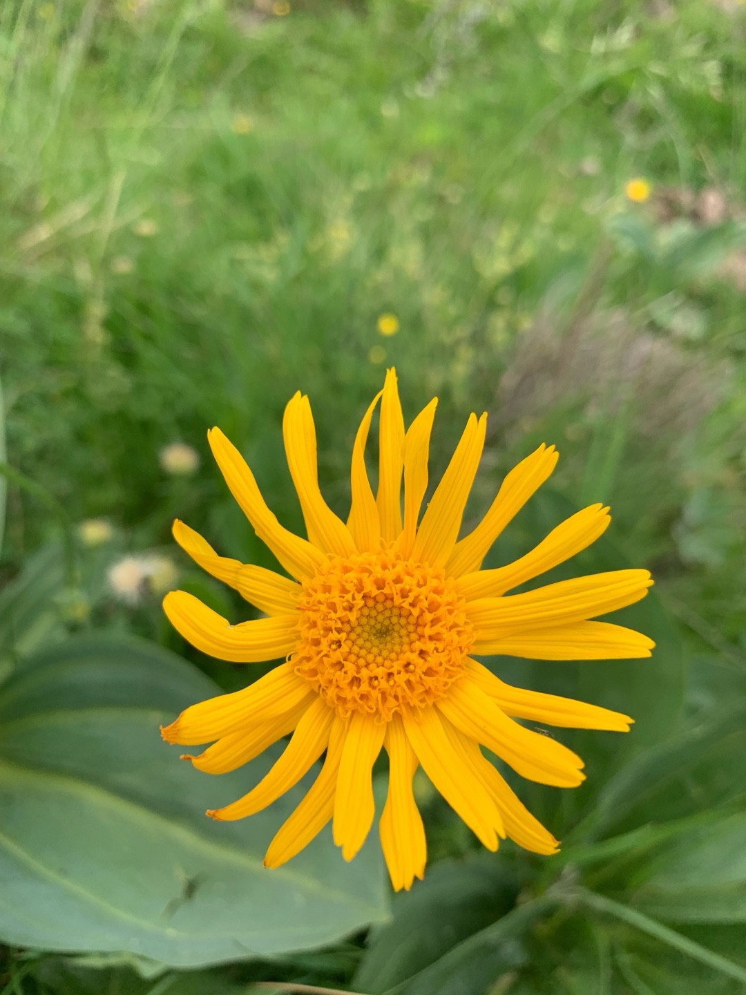 Arnica des montagnes (Arnica montana), Les Belles