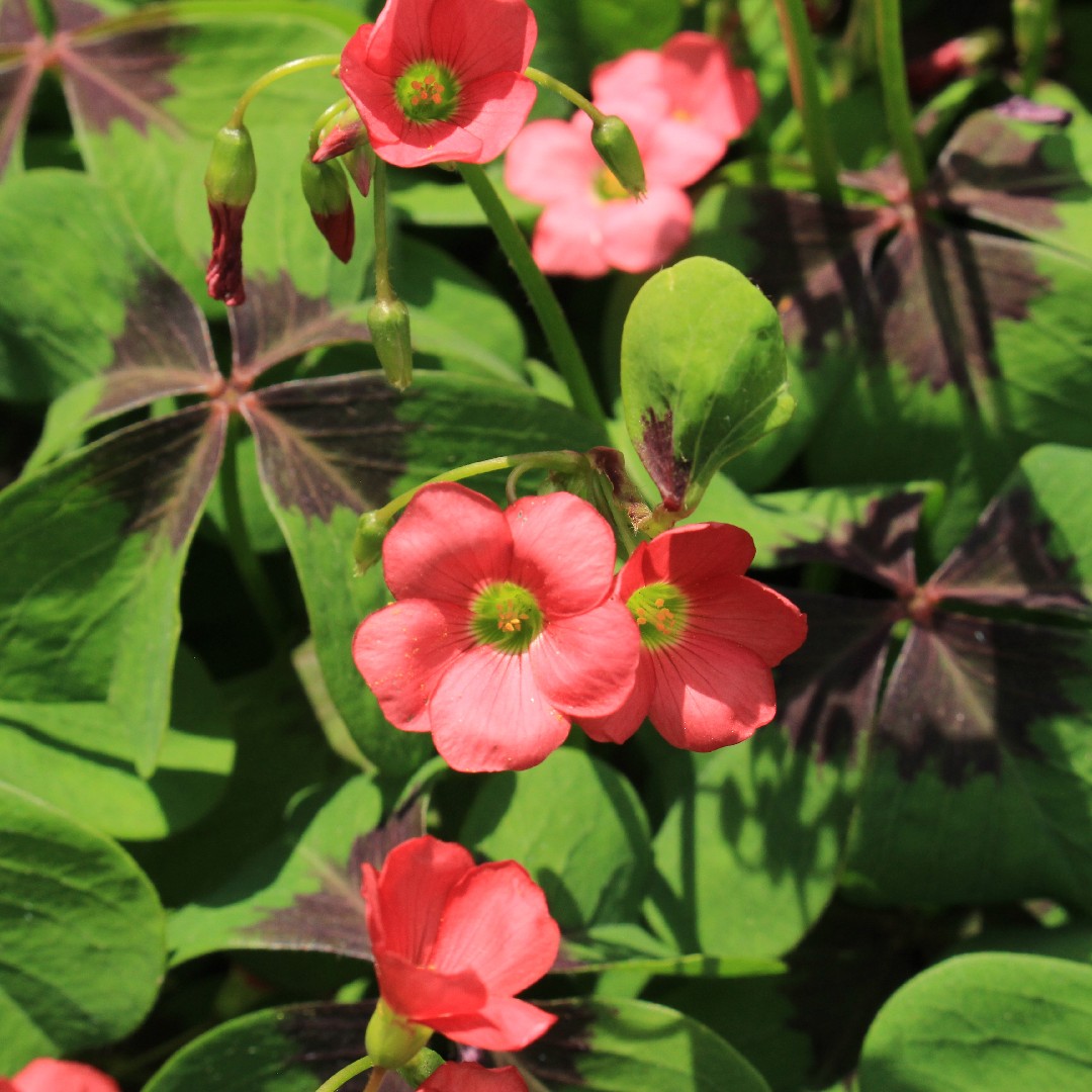 Oxalis - Iron Cross Good Luck Plant