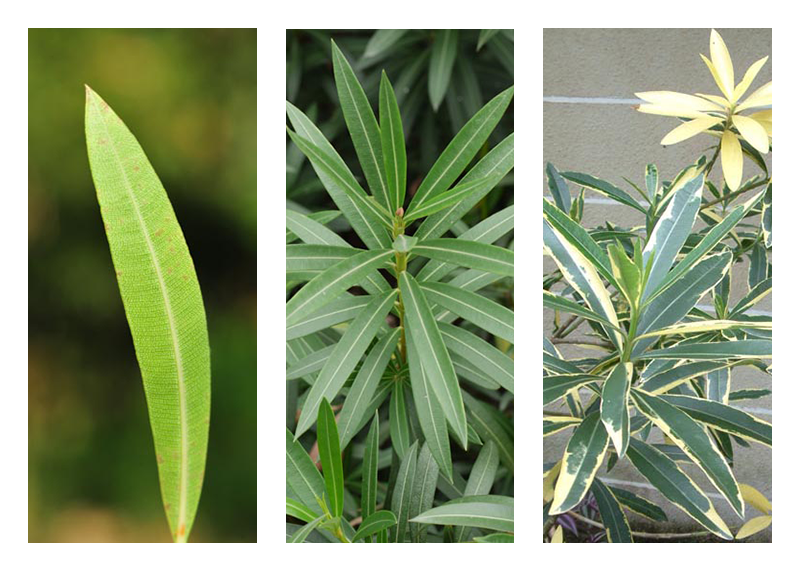 Cuanto cuesta una planta de marihuanas 2022