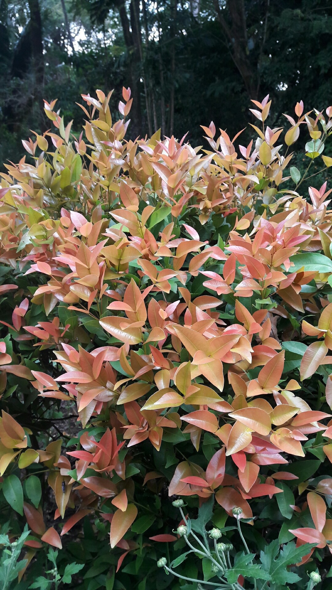 Photinia Flower, Leaf, Care, Uses - PictureThis