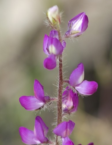 Stinging annual lupine (Lupinus hirsutissimus) - PictureThis
