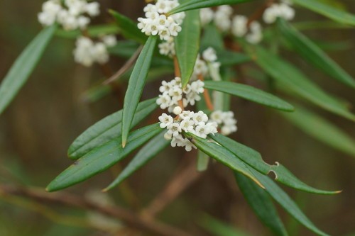 Logania Care (Watering, Fertilize, Pruning, Propagation) - PictureThis