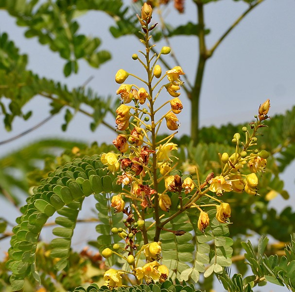 Sappanwood (Caesalpinia sappan) Flower, Leaf, Care, Uses - PictureThis