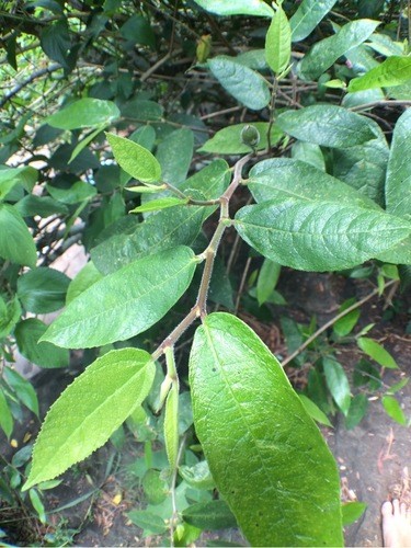 Afskrække Kreta Mainstream Sandpaper fig (Ficus coronata) Flower, Leaf, Care, Uses - PictureThis
