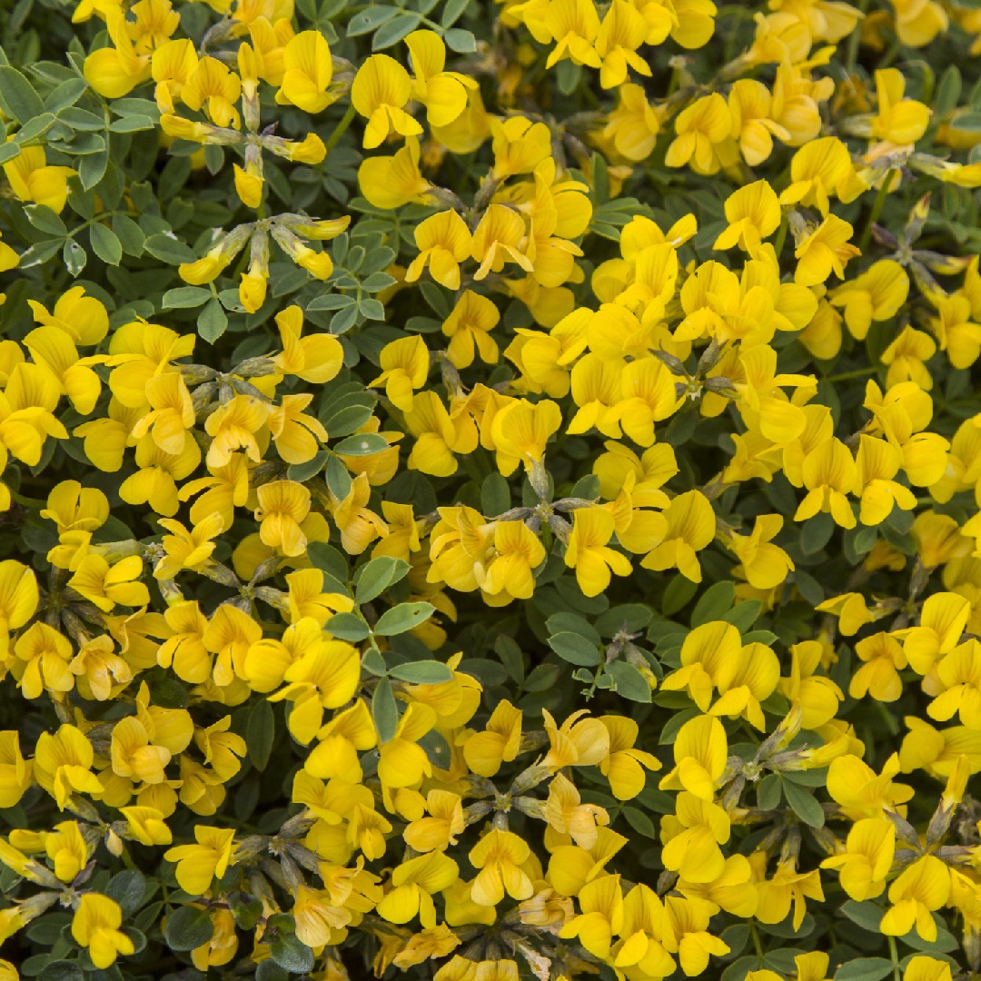 how-to-propagate-horseshoe-vetch