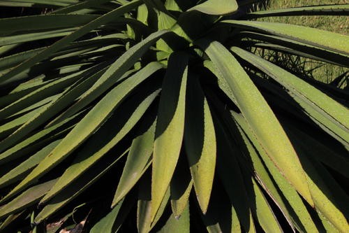 Agave sisalana (Sisal) - World of Succulents