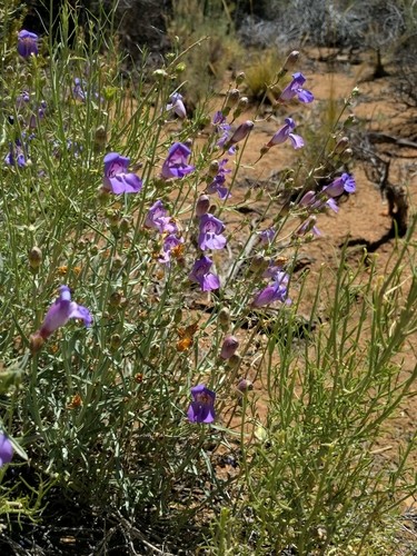 Incertus Penstemon incertus 照顧,種植,繁殖,開花時間 - PictureThis