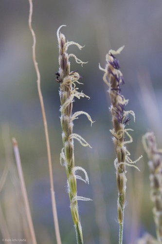 Hilaria rigida PictureThis