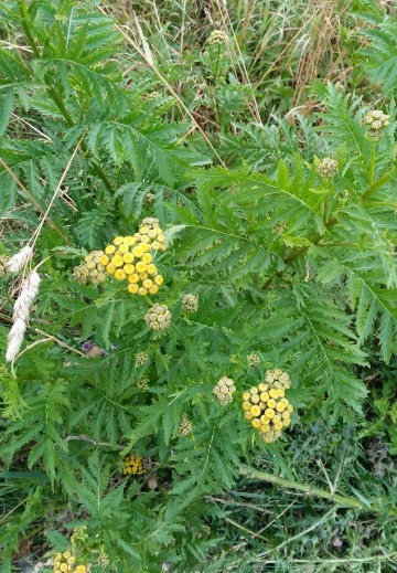 タンジーの判定方法 (Tanacetum vulgare)