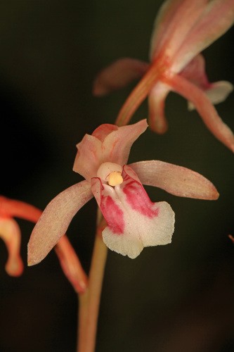 Oeceoclades maculata - PictureThis