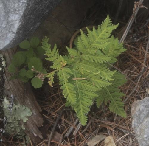 Cheilanthes leucopoda PictureThis