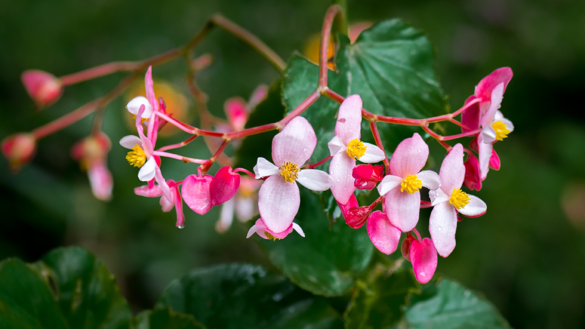 Begonia gracilis Cuidados (Como Cuidar, Doenças, Podar) - PictureThis