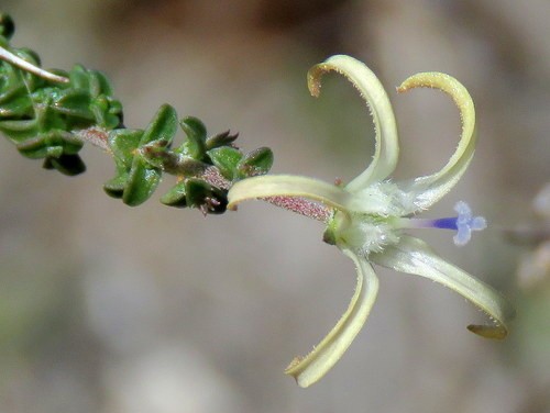 Efeu-moorglckchen (Wahlenbergia) - PictureThis