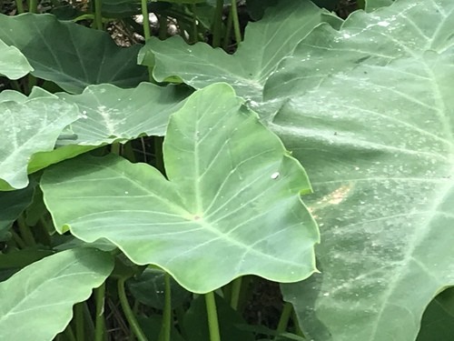 alocasia frydek variegata vergrnt Alocasia 'Frydek' Variegata