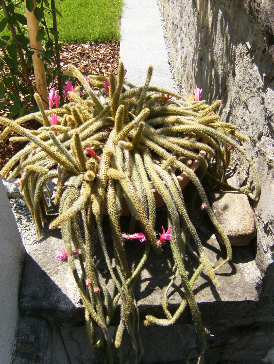 キンヒモ（金紐） (ケア, 特徴, 花, 画像)
