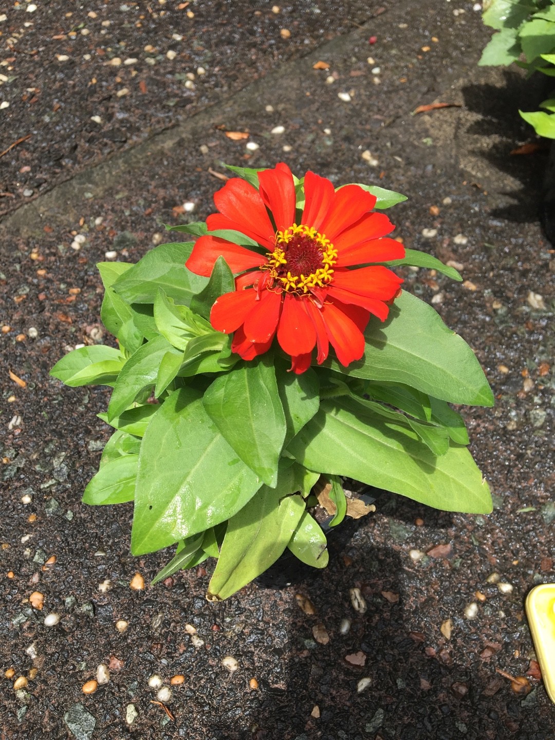 Como identificar Zínia (Zinnia elegans), image size:1080x1440