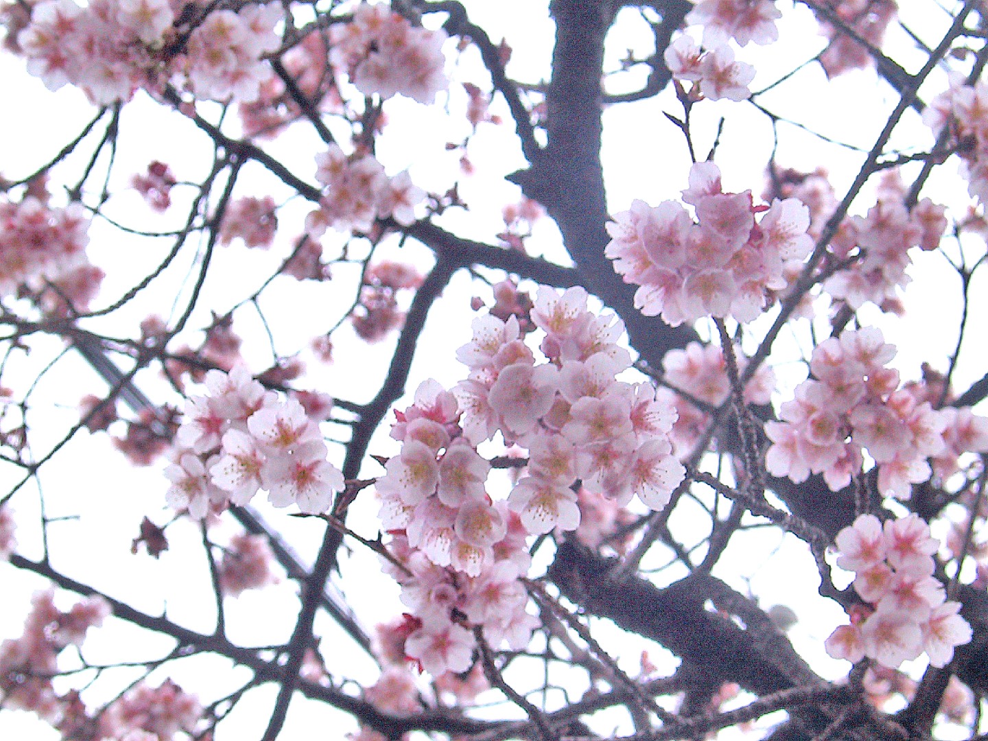 Сакура уход. Wild Himalayan Cherry. Prunus armeniaca. Цветы Prunus cerasoides. Prunus Wiki.