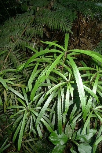 Ixerba brexioides PictureThis